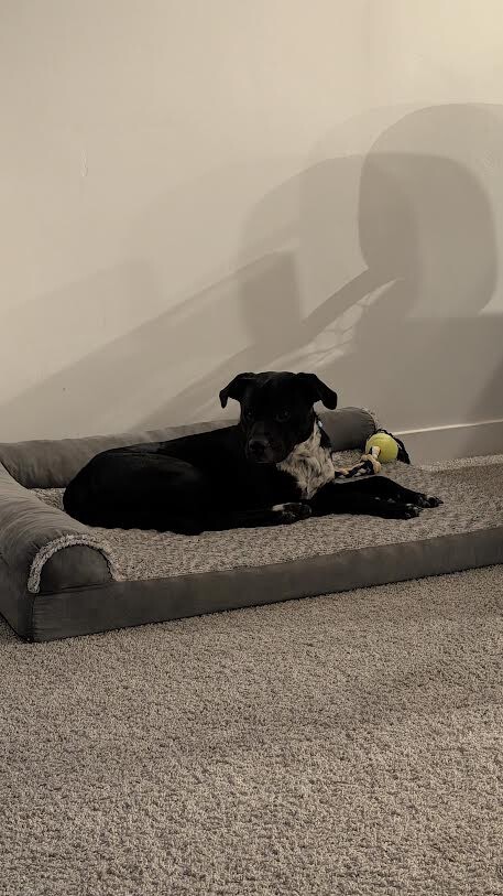 Picture of the Animal Listed